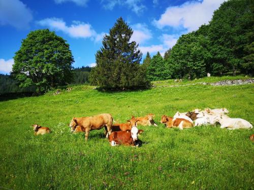 "Kuckucksnest" Hallenbad Freibecken Massagen nebenan