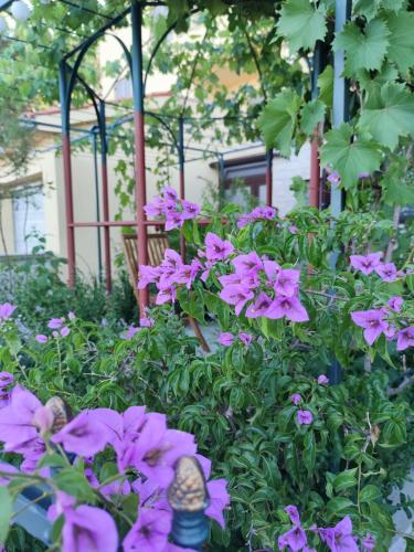 SUMMER TIME, Premantura (fotografie 4)