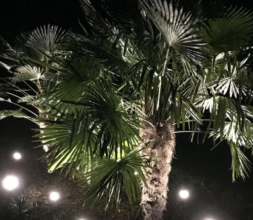 Ferienwohnung Palmengarten