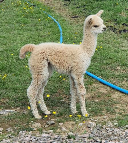 Dartmoor Reach Alpaca Farm Heated Cabins