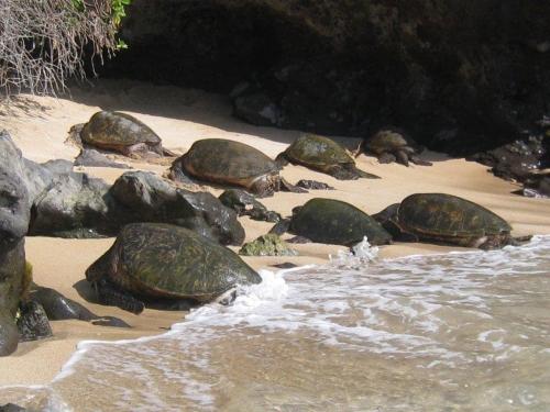 Turtle Cove home - image 6