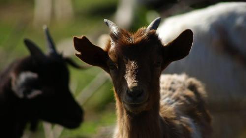 L'Oasi del Cervo