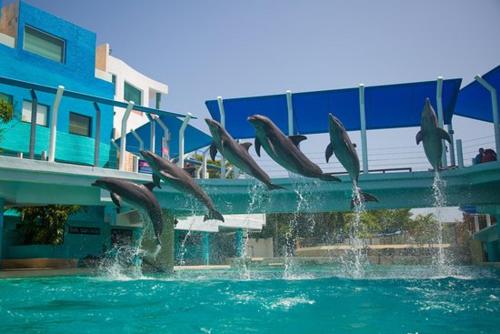 Junior ocean view suite