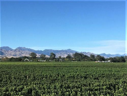 Vineyard Cottage in Blenheim on the Golden Mile