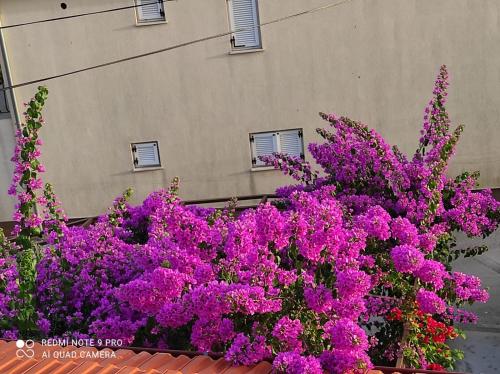 Apartments Iva - main image