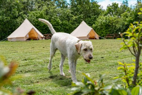 Bell tent glamping at Marwell Resort in Owslebury