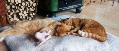 Au Chat Ronfleur
