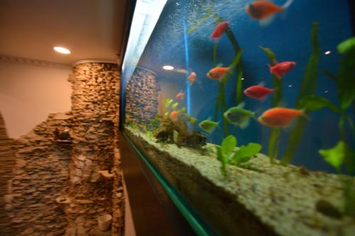 Gala - Guesthouse, Oradea (fotografie 10)