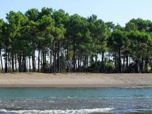 Grigoleti - Sea Forest House, Grigoleti (foto 2)