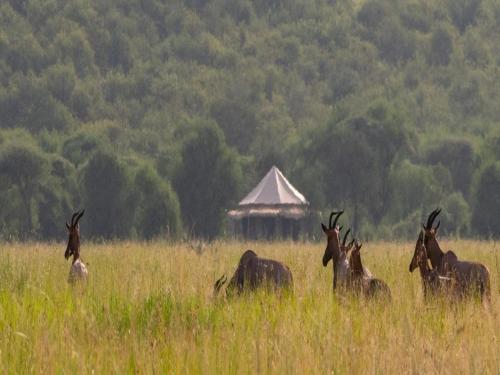 Serengeti Sound of Silence