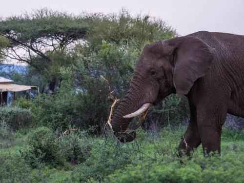 Serengeti Sound of Silence