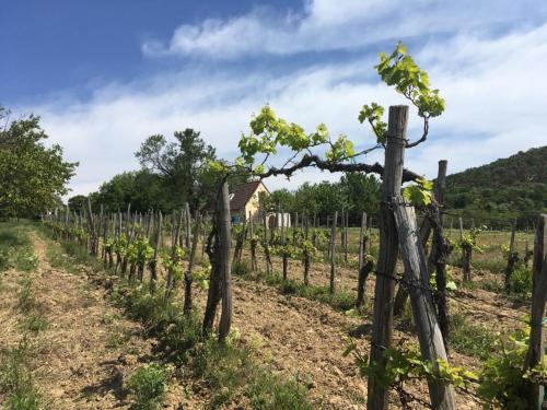 Holiday Home in Dörgicse Vineyard