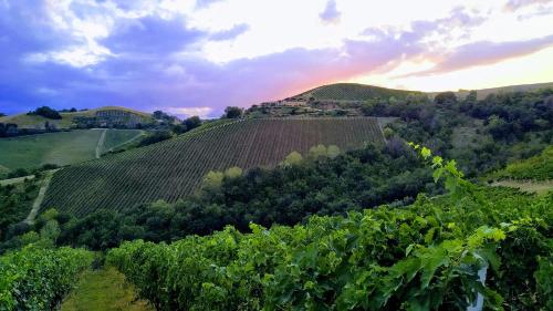 Agricola Lanciani - Hotel - Montefiore dellʼAso