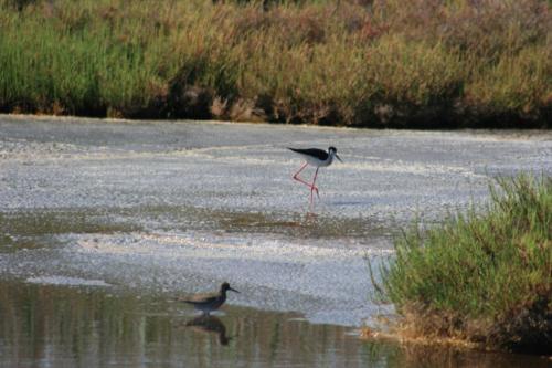 Camping Torrenostra - image 12