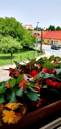Hostel Sonce - image 11