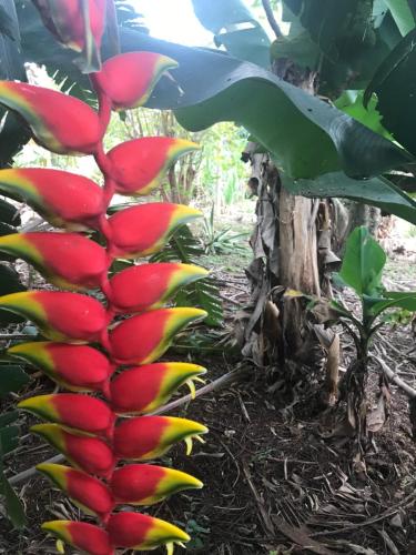 Cantinho do Paraiso