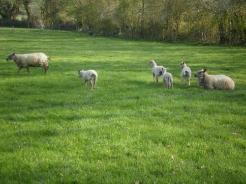 Gîte Château-Gontier-sur-Mayenne, 5 pièces, 8 personnes - FR-1-600-70 gîte à louer Chemazé