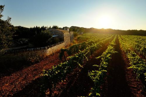 Masseria Trulli e Vigne - image 6