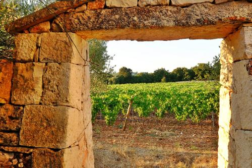 Masseria Trulli e Vigne - image 14