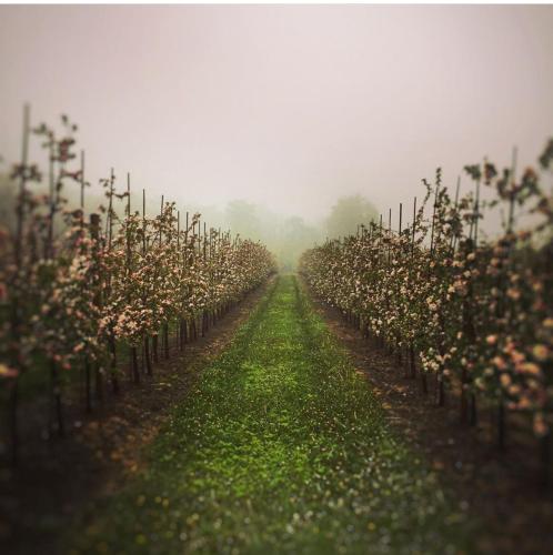 Garden, Gladeholm in Kivik