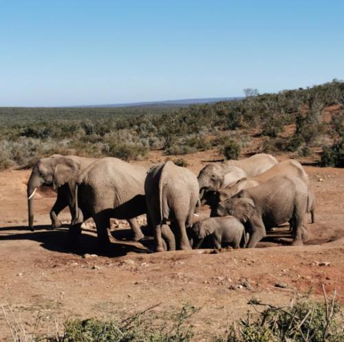 a herd of elephants standing on top of a dirt field, SUN1 PORT ELIZABETH in Port Elizabeth