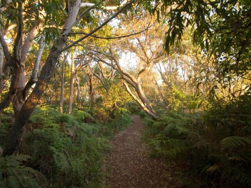 Barefoot 7 Fabulous Fingal Bay - image 2