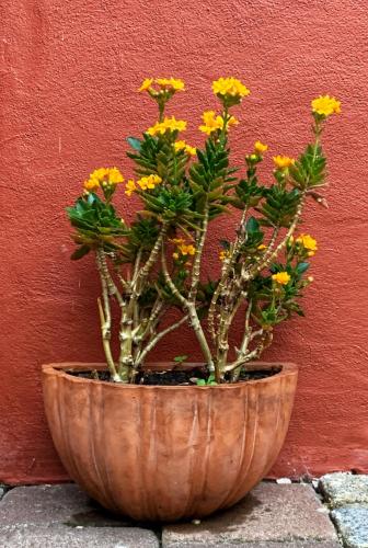 สวน, Little Vintage in แฟรงเกนเบิร์ก