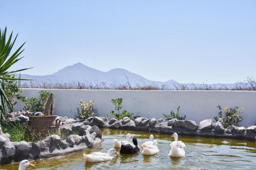 Glarakia Studios – Adamantas