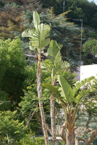 Villa Ciccio - image 5