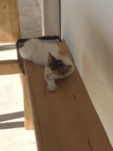 La Olteanu La Olteanu