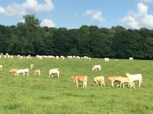 Aux Bois Dorés de la Ferme de sorval, animaux de la ferme, fitness