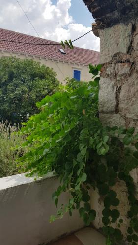 Stone house apartment in Zlarin centre