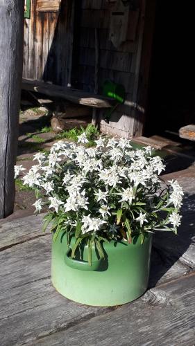 Ferienwohnungen Schartner - image 4