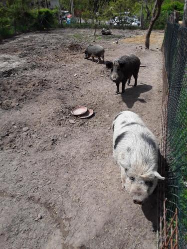 波迪尔莱诺托尔托住宿加早餐旅馆