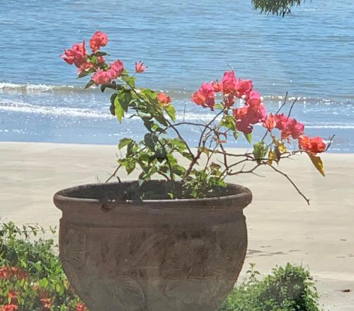 Beachfront Peace Cabin