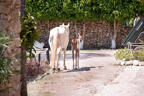 Hotel Palomino Ranch