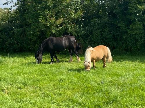 Lagard Stables