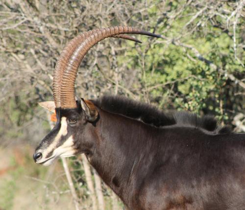 Hannah Game Lodge