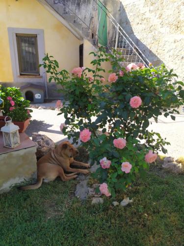 Il giardino dei semplici B&B