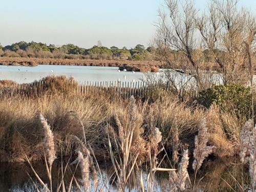 Surrounding environment, Studios Les Aigues Marines in Le Grau-du-Roi