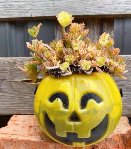 Forrest Cafe Villa Forrest Cafe Villa