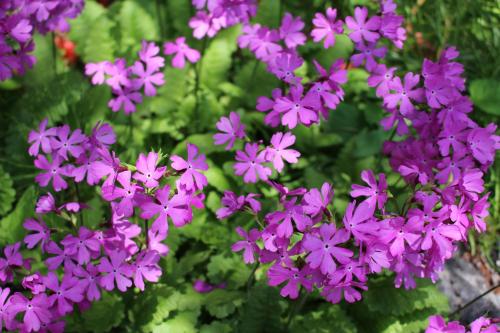 Pension Candytuft