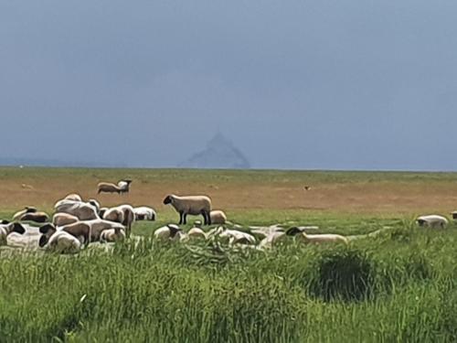 STUDIO PRIVATIF ET SA PISCINE AUX AGAPANTHES DE CROMEL - Le Mont Saint-Michel