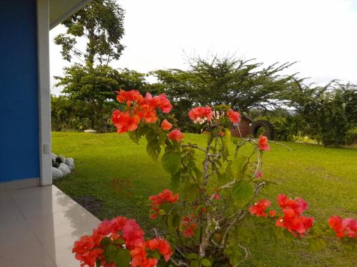 Casa de Campo Heliconia, Fortuna (foto 8)