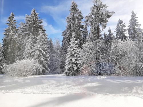 Ferienwohnung Waldblick Oberhof