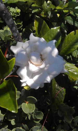 Banyan Tree B&B Retreat Banyan Tree B&B Retreat