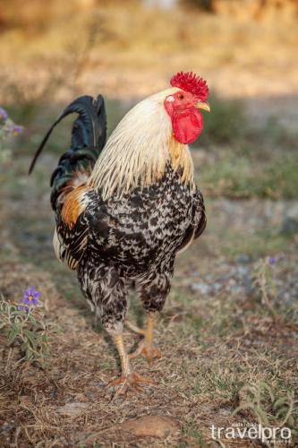 Billy Farmland by TravelPro Services- Nea Triglia Halkidiki