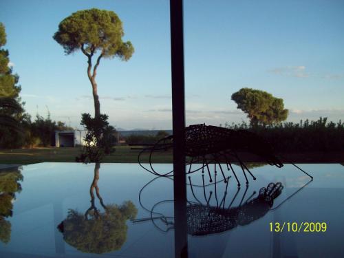 Hoopoe - image 2