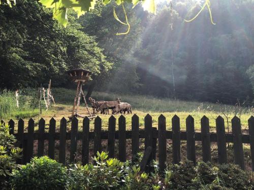 Ferienchalet-Floesswehrtal in Sankt Andreasberg