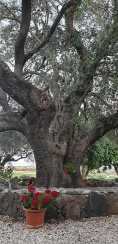 Agriturismo Su Barcu 3